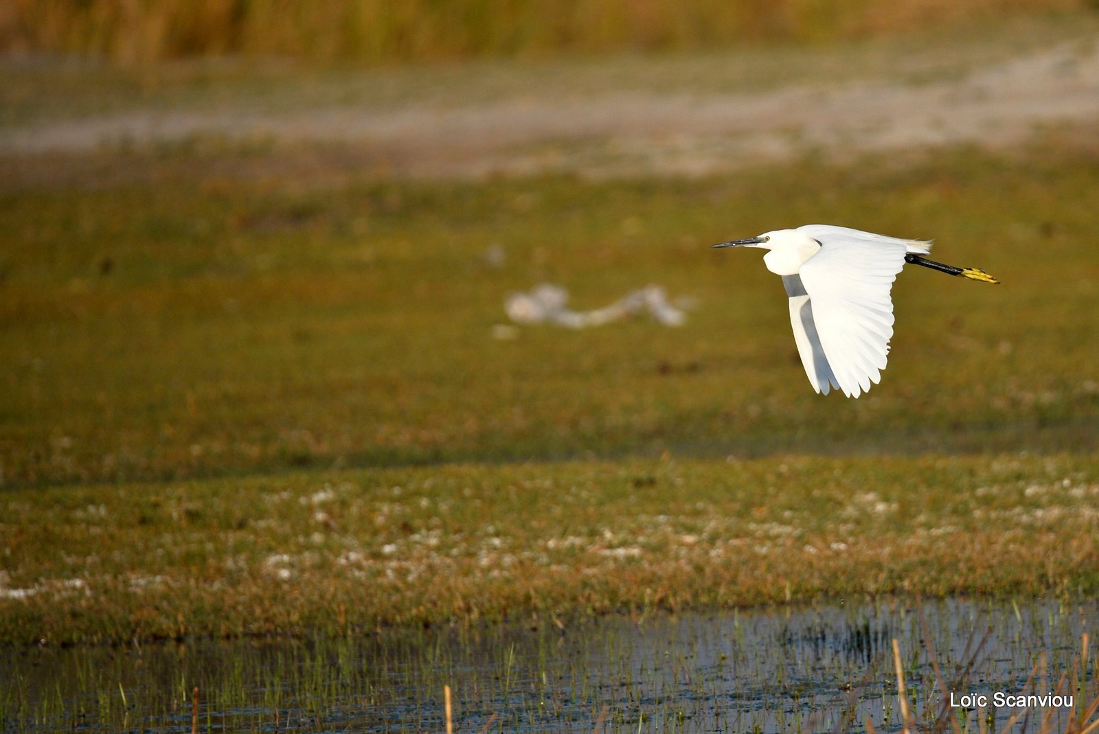 Aigrette garzette/Little Egret (1)