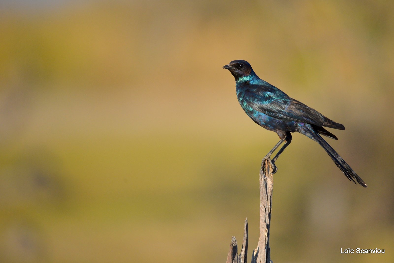 Choucador de Meve/Meve's Starling (1)