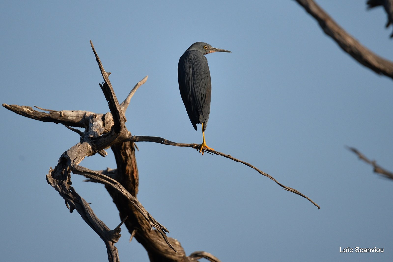 Aigrette ardoisée/Black Heron (1)