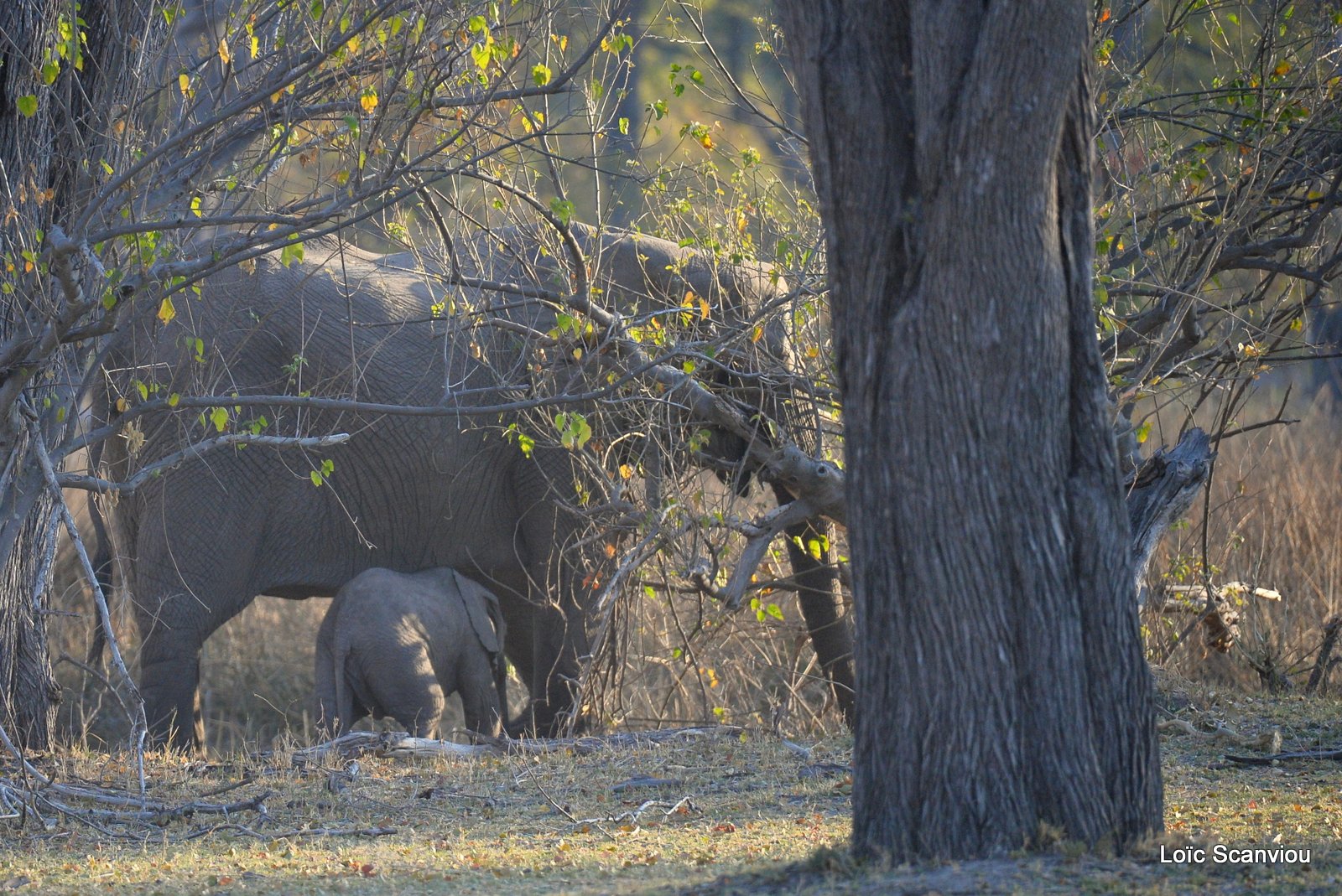 Eléphant d'Afrique/African Elephant (7)