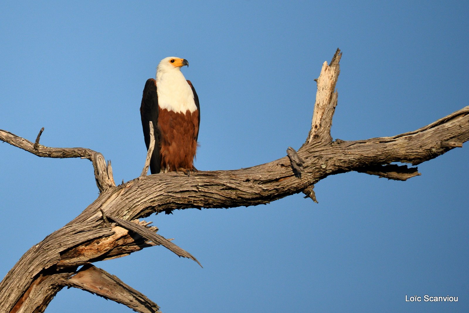 Pygargue vocifère/African fish Eagle (1)