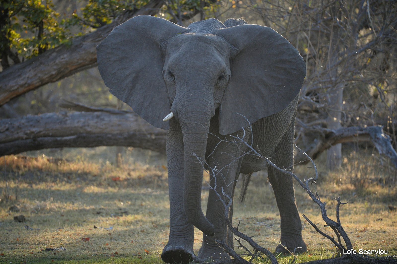 Eléphant d'Afrique/African Elephant (8)