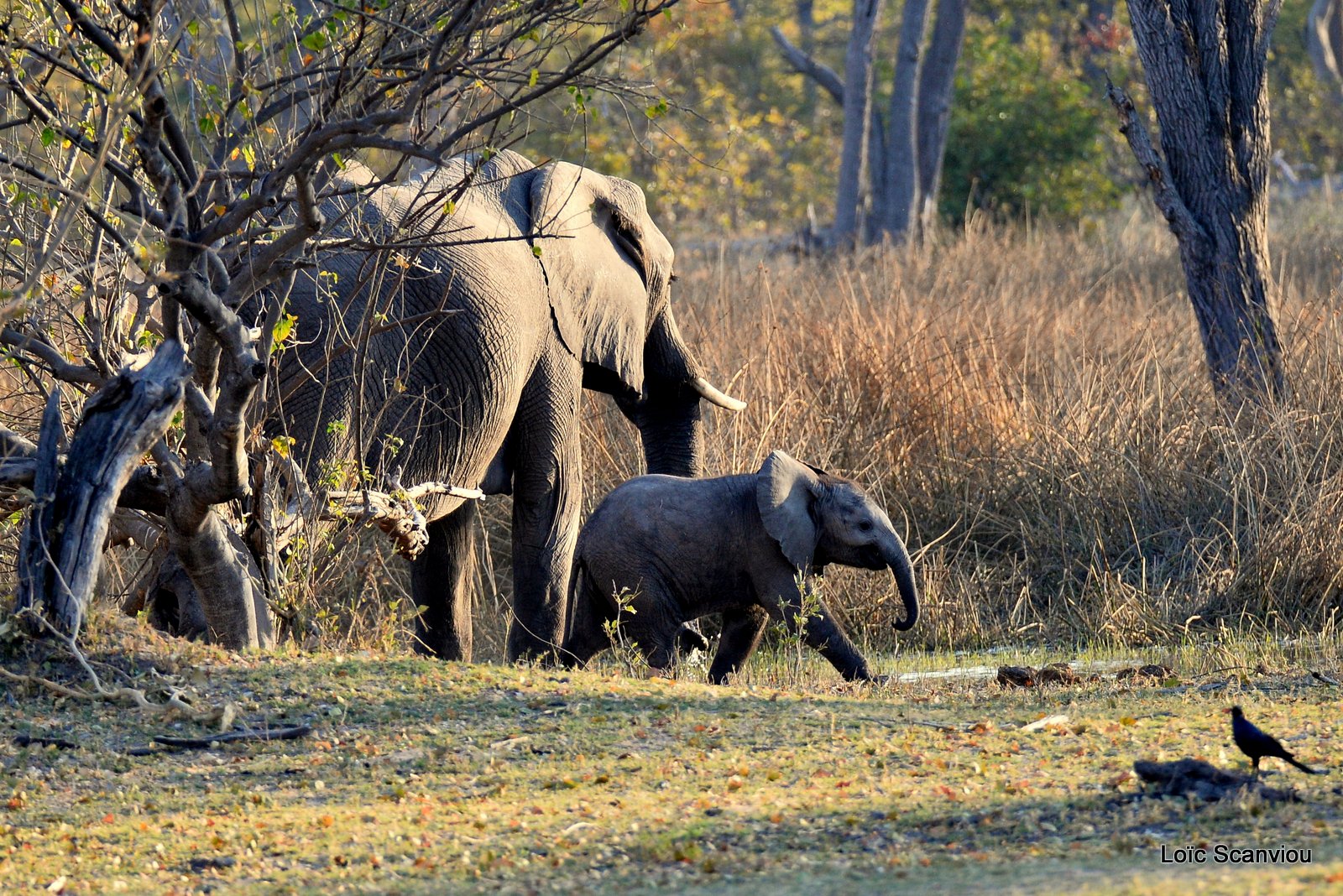 Eléphant d'Afrique/African Elephant (9)