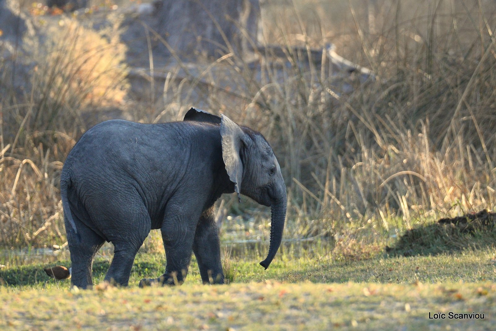 Eléphant d'Afrique/African Elephant (10)