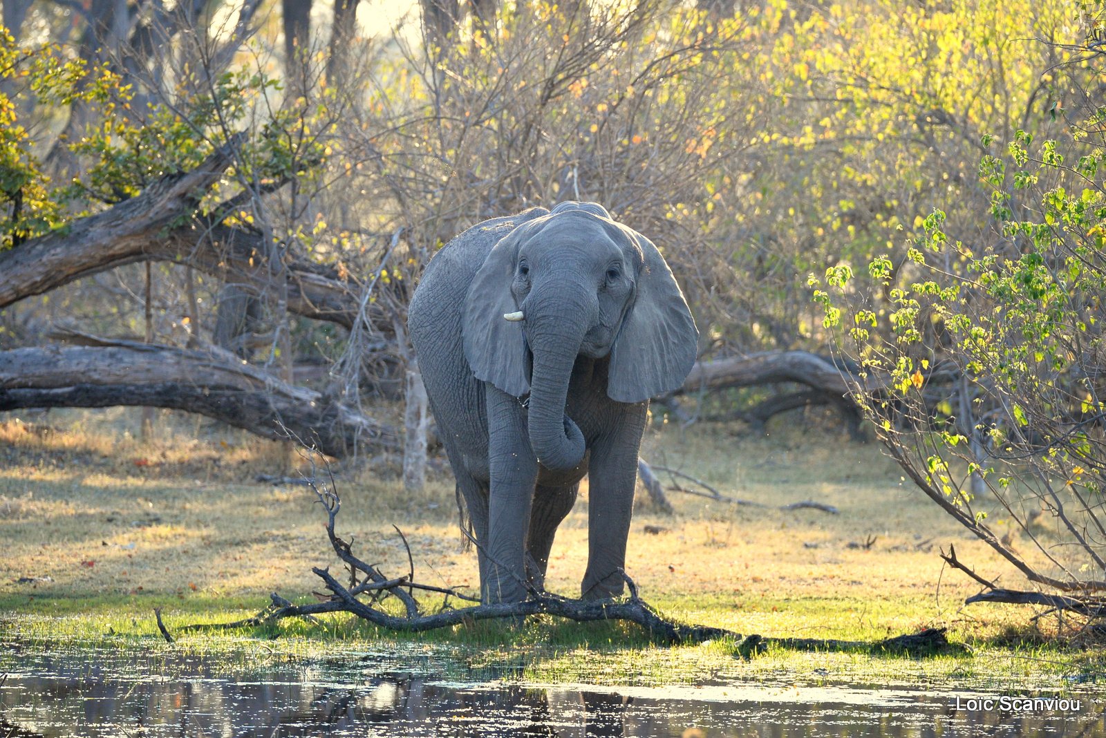 Eléphant d'Afrique/African Elephant (11)