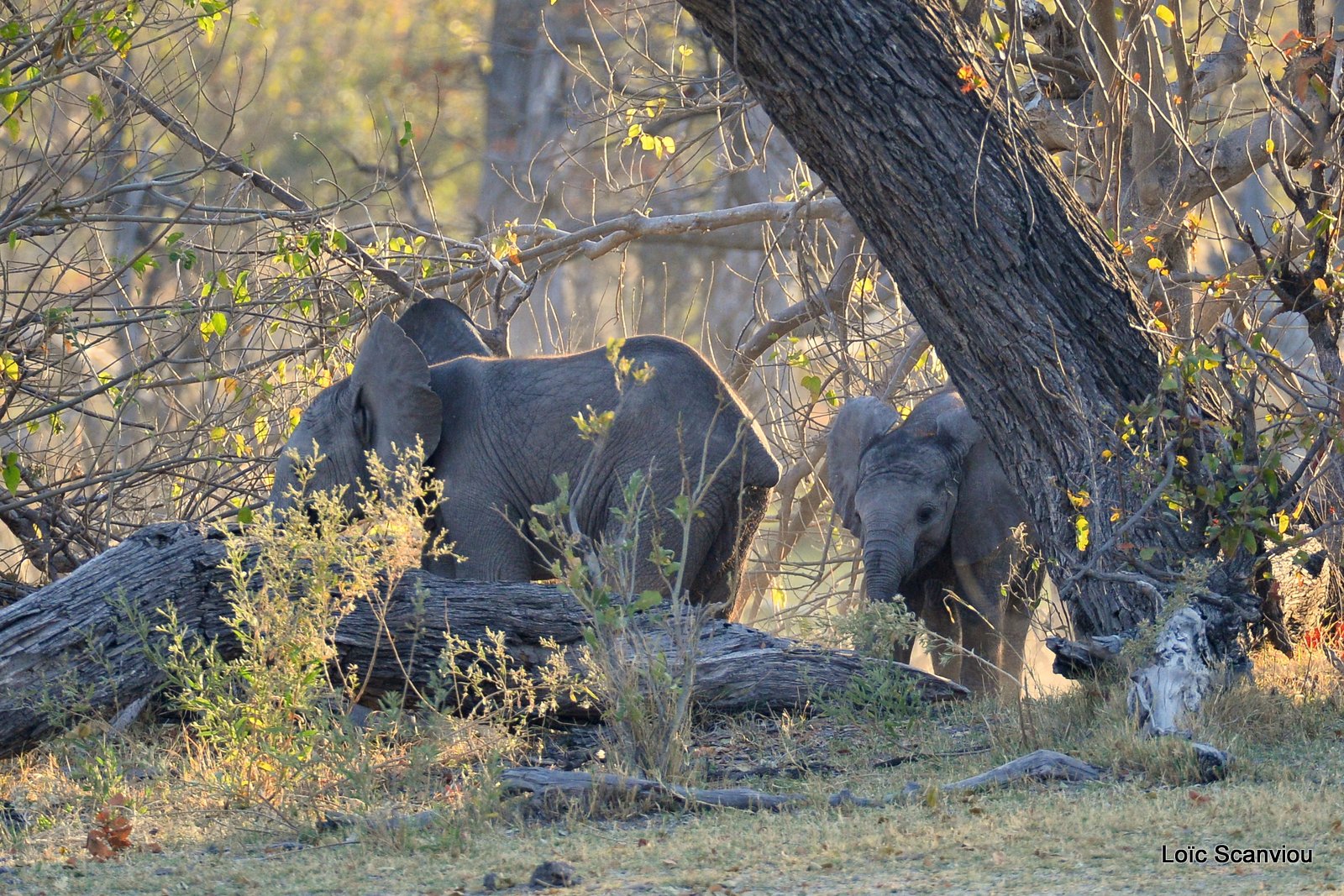 Eléphant d'Afrique/African Elephant (12)