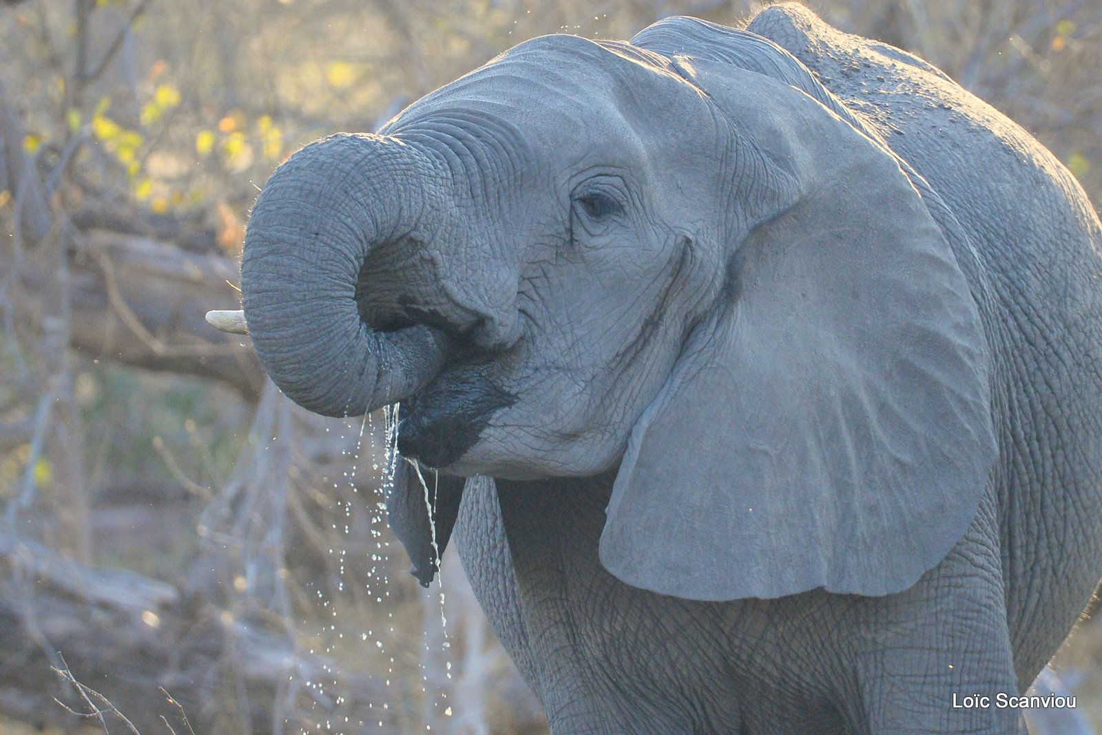 Eléphant d'Afrique/African Elephant (13)