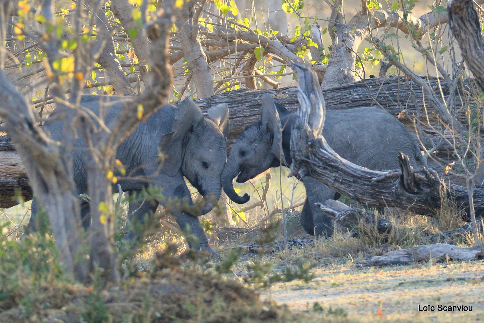 Eléphant d'Afrique/African Elephant (14)