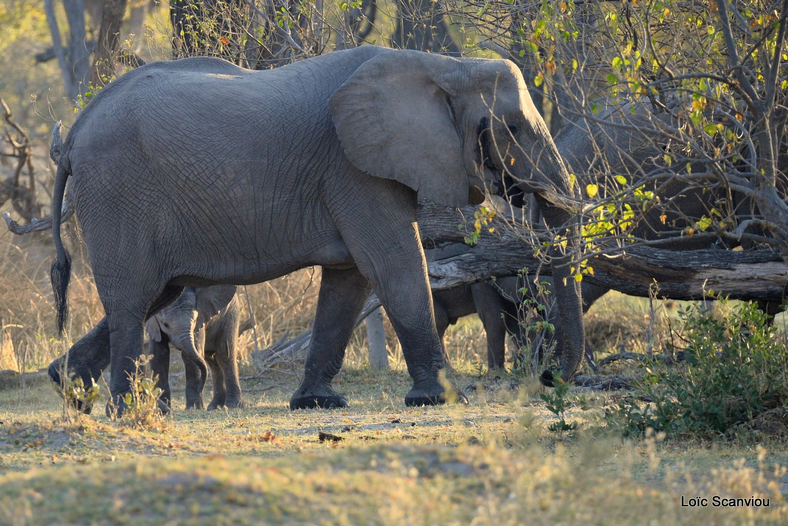 Eléphant d'Afrique/African Elephant (15)