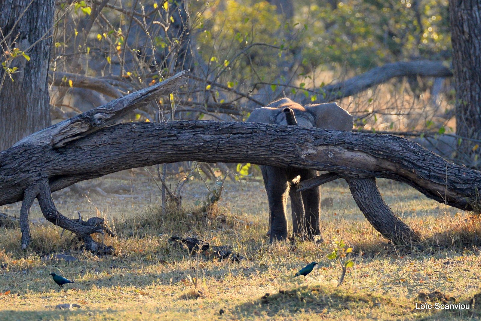 Eléphant d'Afrique/African Elephant (16)