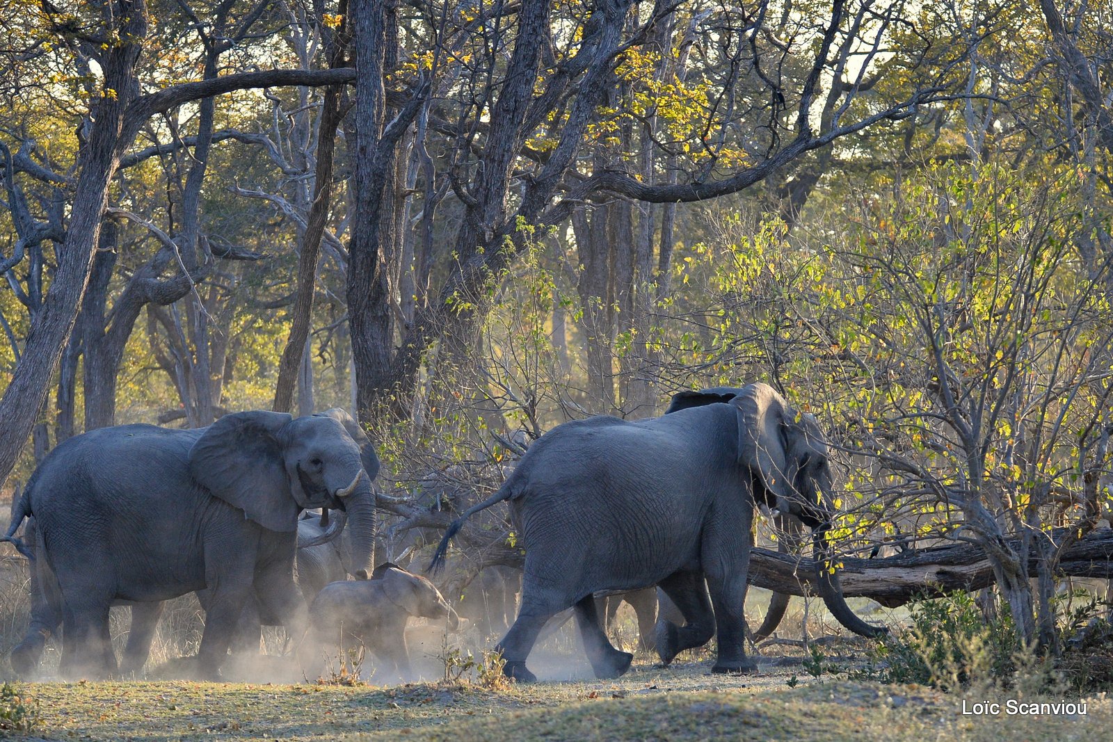 Eléphant d'Afrique/African Elephant (17)