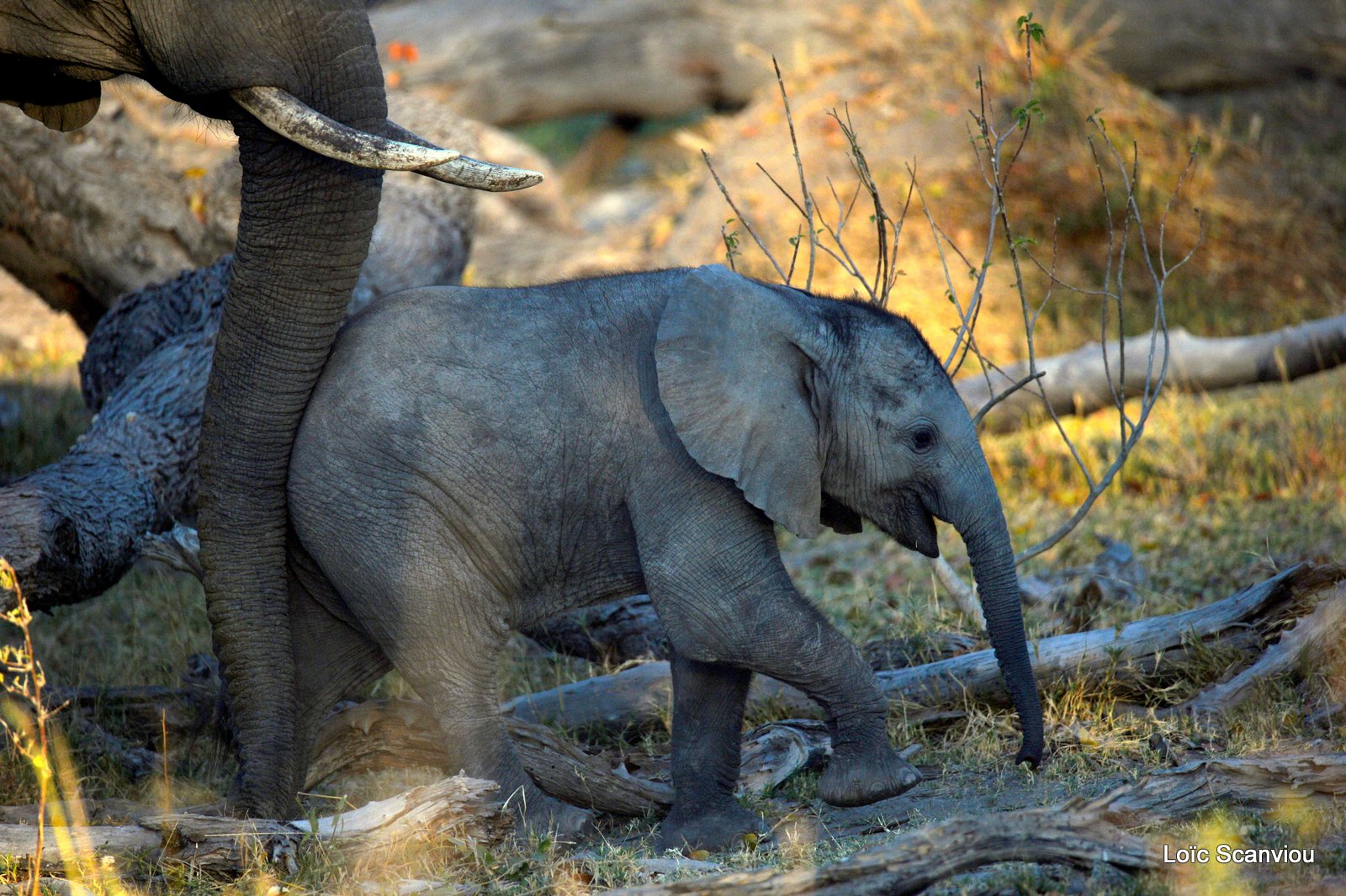 Eléphant d'Afrique/African Elephant (18)