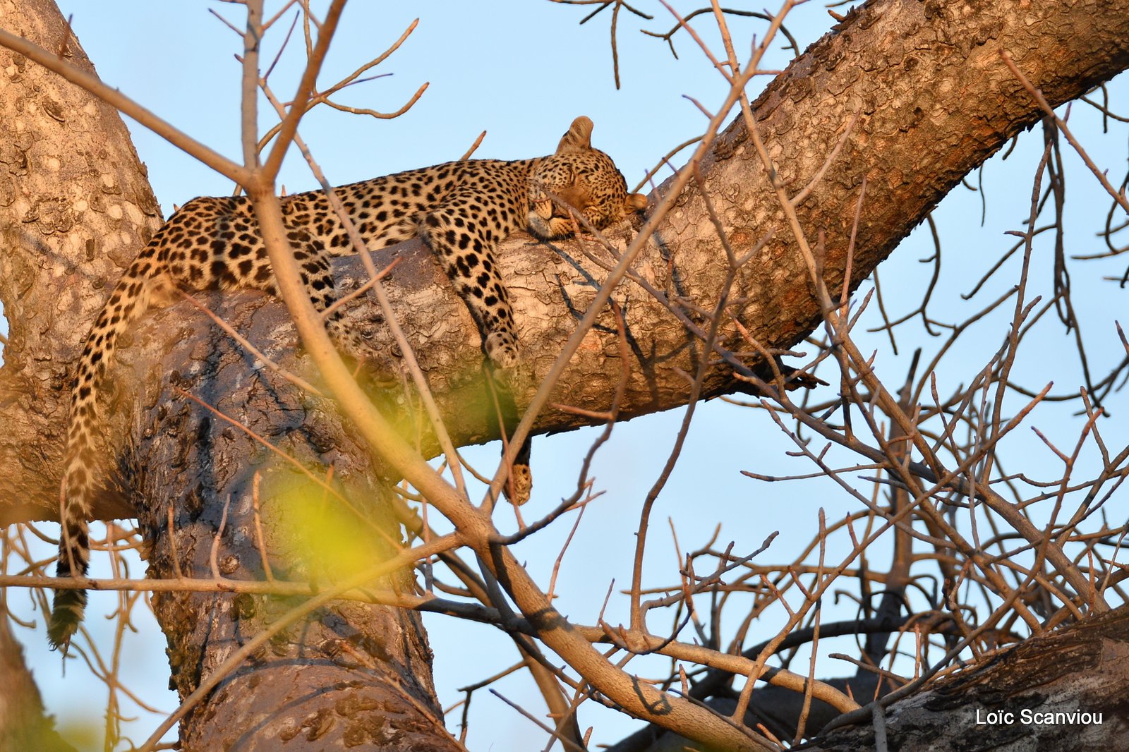 Léopard/Leopard (2)