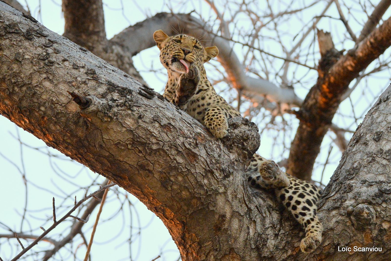 Léopard/Leopard (4)