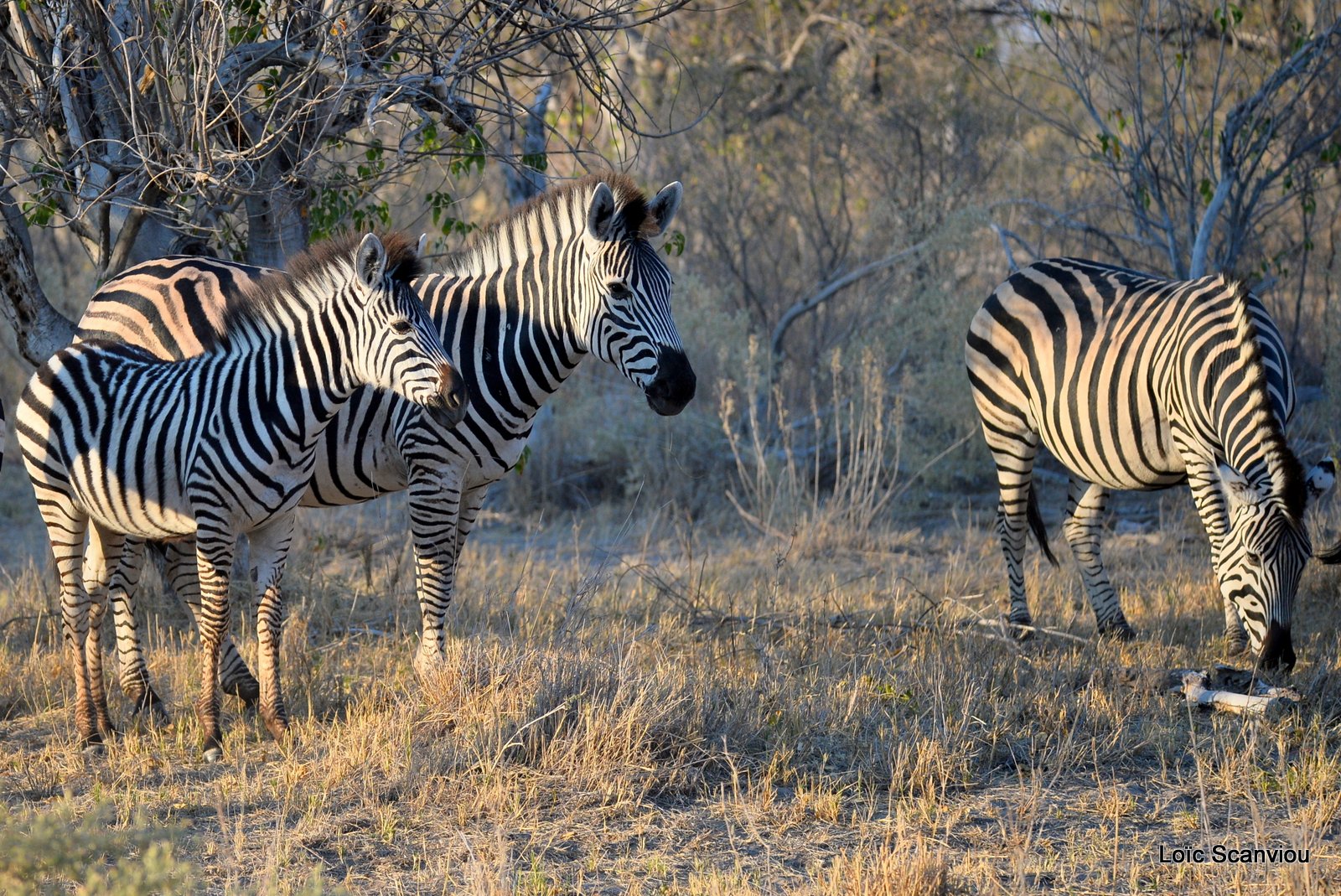 Zèbres/Zebras (2)