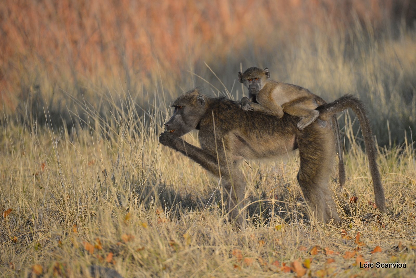 Babouin chacma/Chacma Baboon (1)