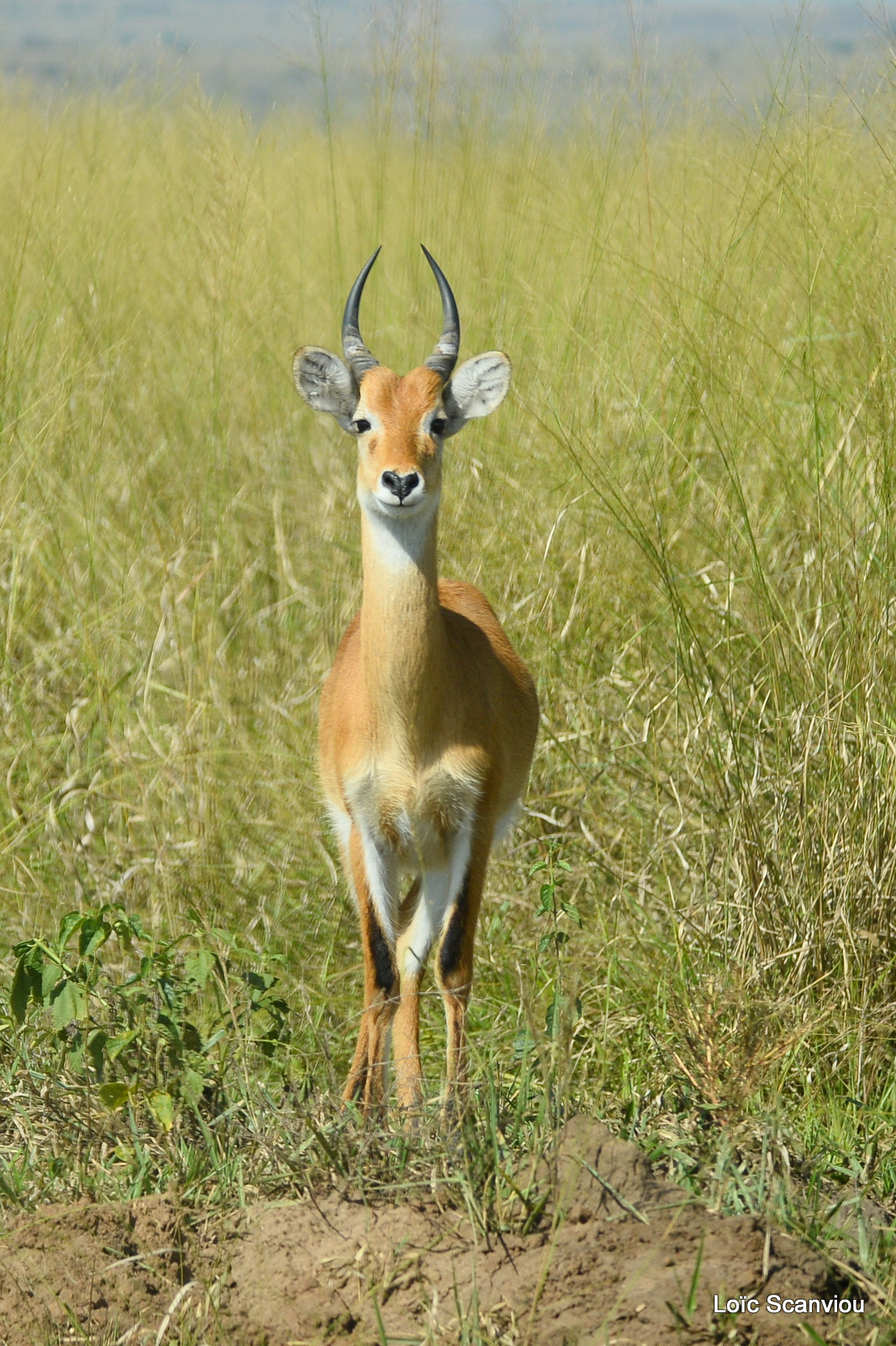 Cobe de l'Ouganda/Ugandan Kob (5)