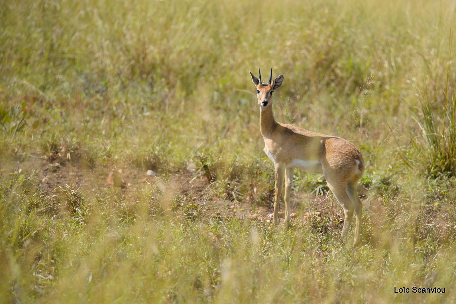 Ourebi/Oribi (1)