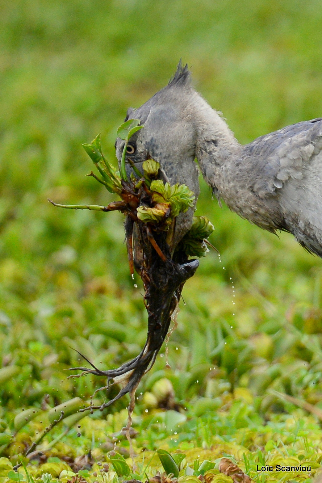 Bec-en-sabot/Shoebill (13)