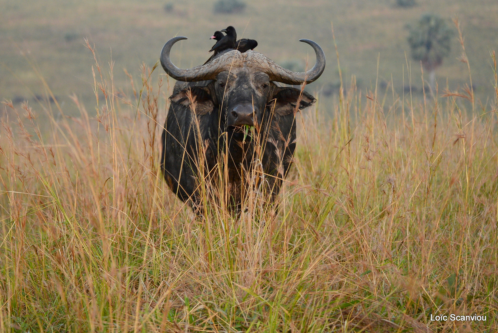 Buffle d'Afrique/Cape Buffalo (6)