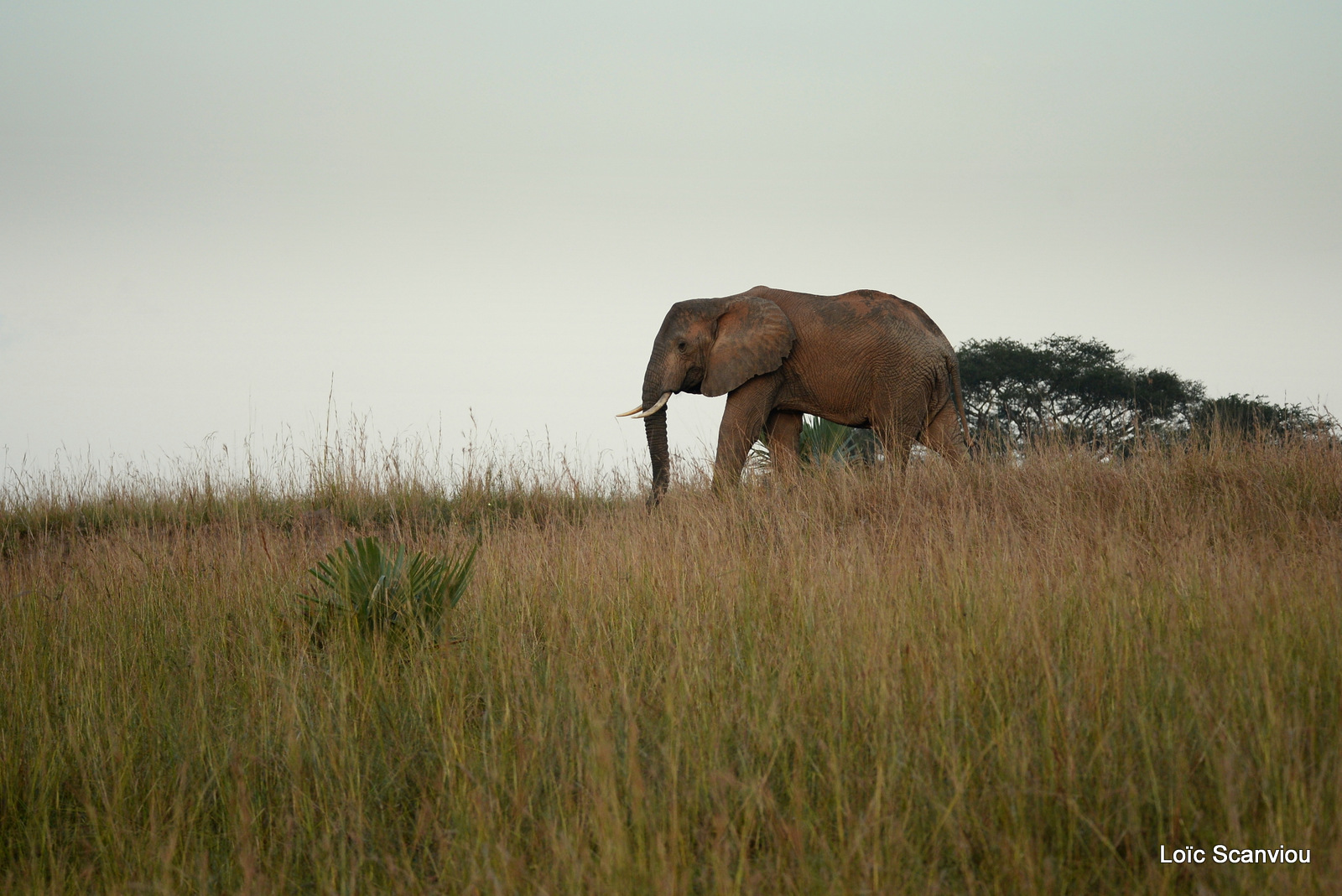 Éléphant de savane d'Afrique/Savanna Elephant (1)