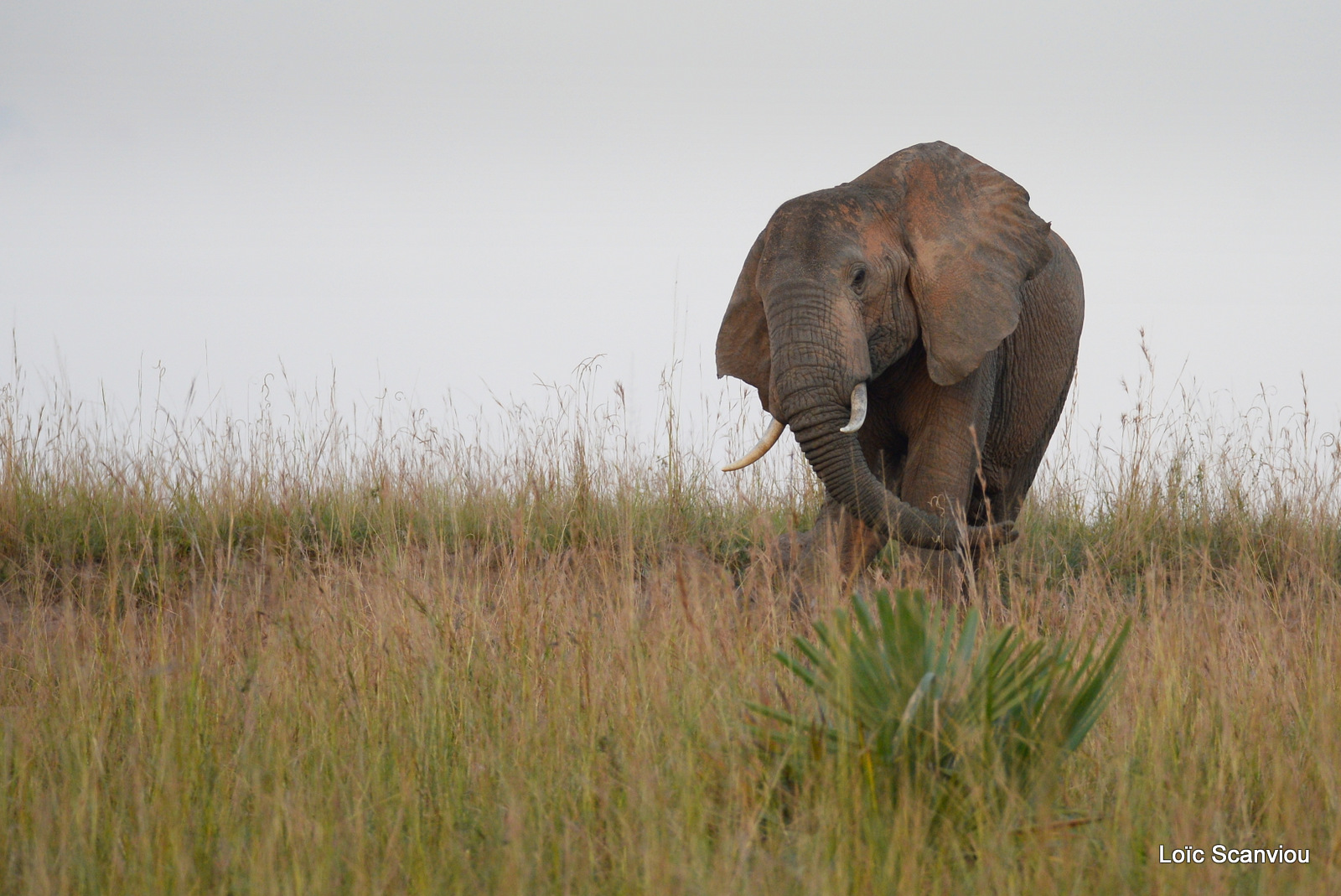 Éléphant de savane d'Afrique/Savanna Elephant (2)