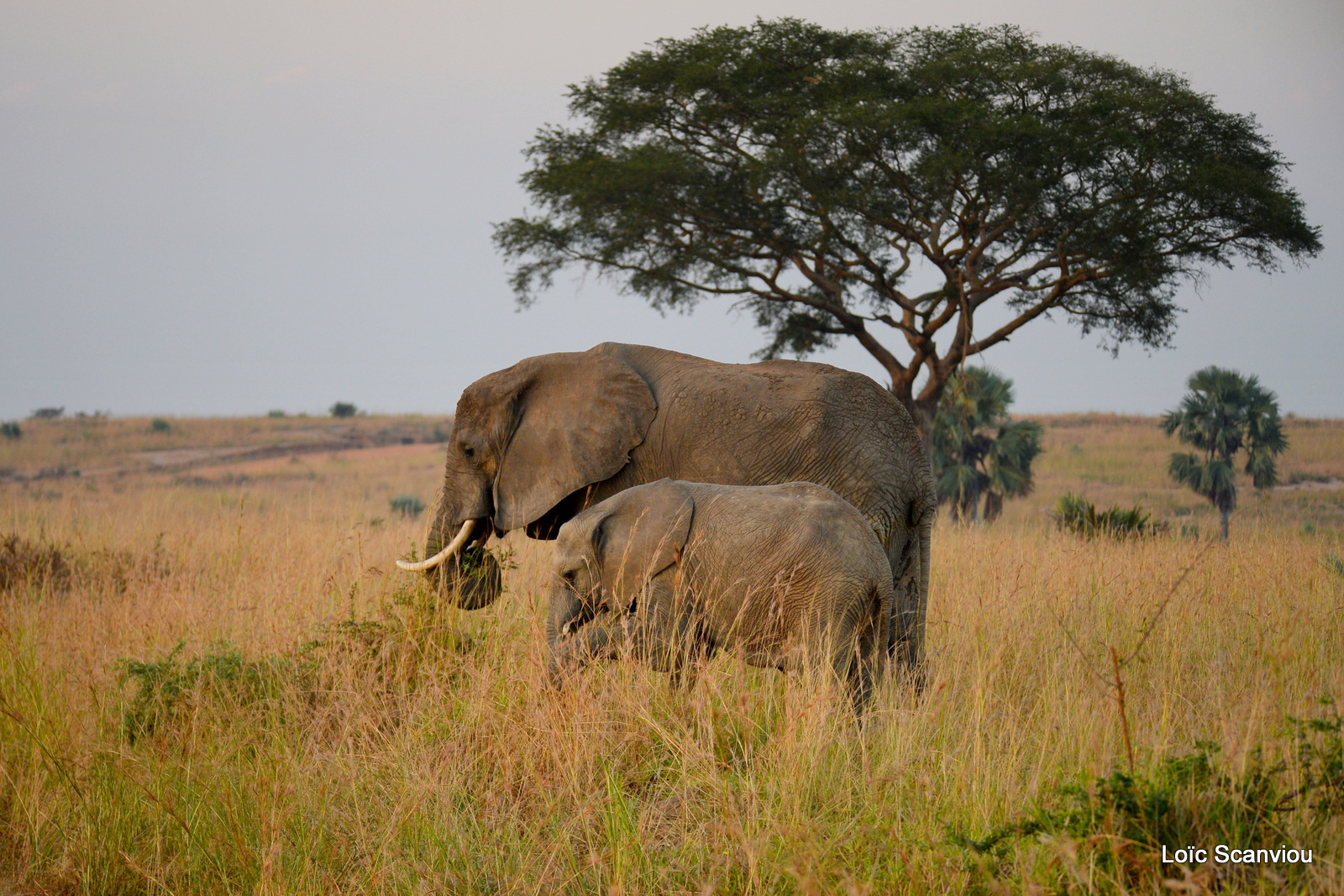 Éléphant de savane d'Afrique/Savanna Elephant (3)