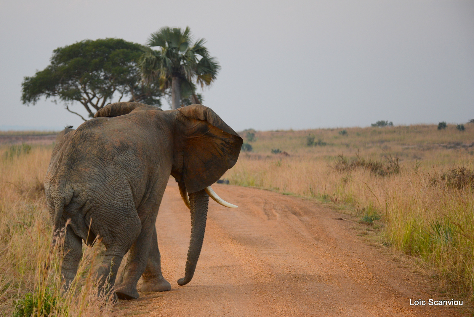 Éléphant de savane d'Afrique/Savanna Elephant (4)