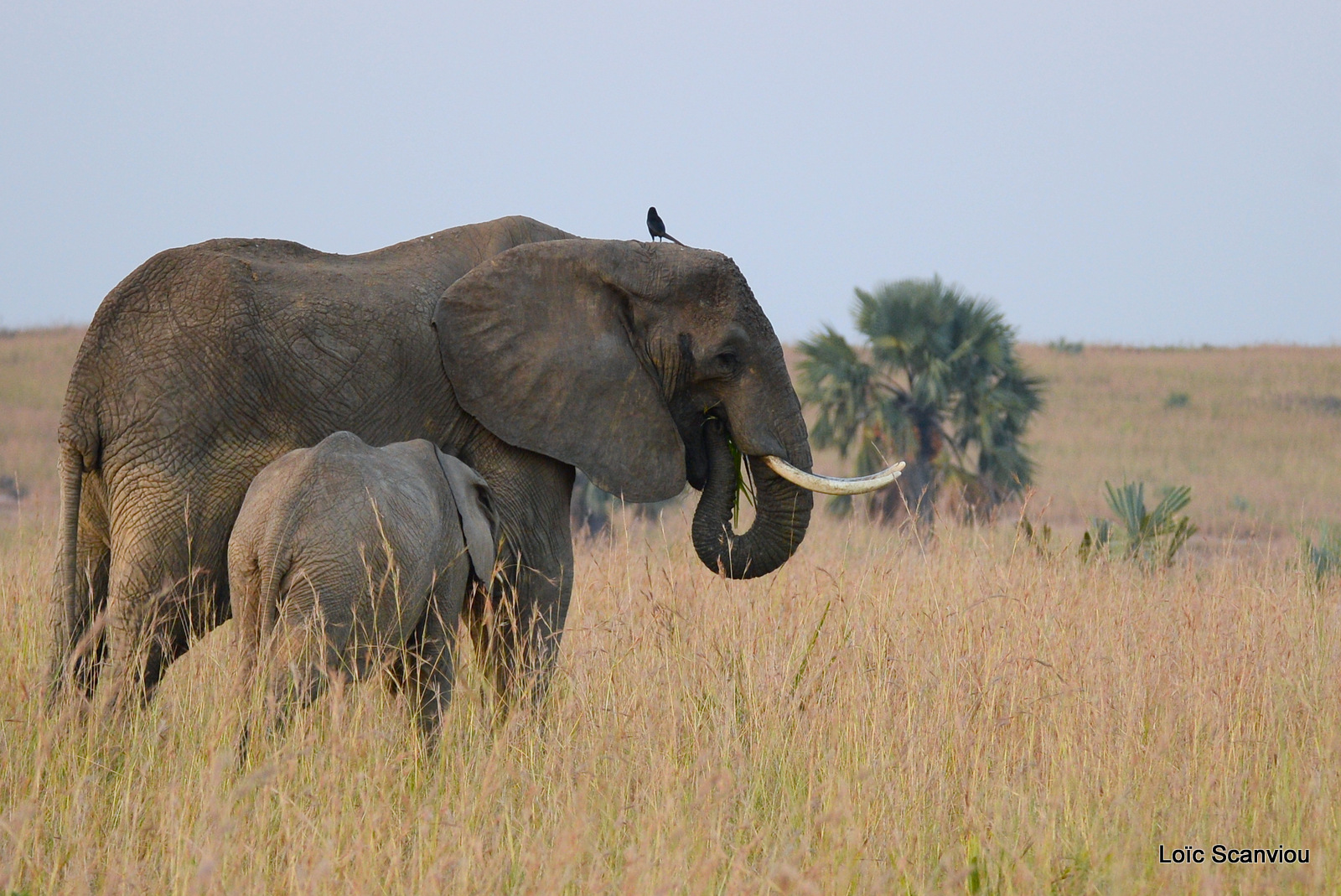 Éléphant de savane d'Afrique/Savanna Elephant (5)