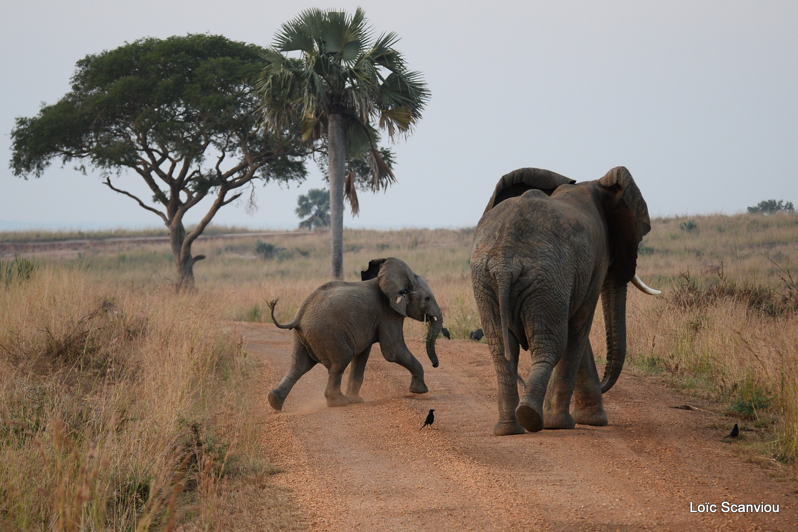 Éléphant de savane d'Afrique/Savanna Elephant (6)