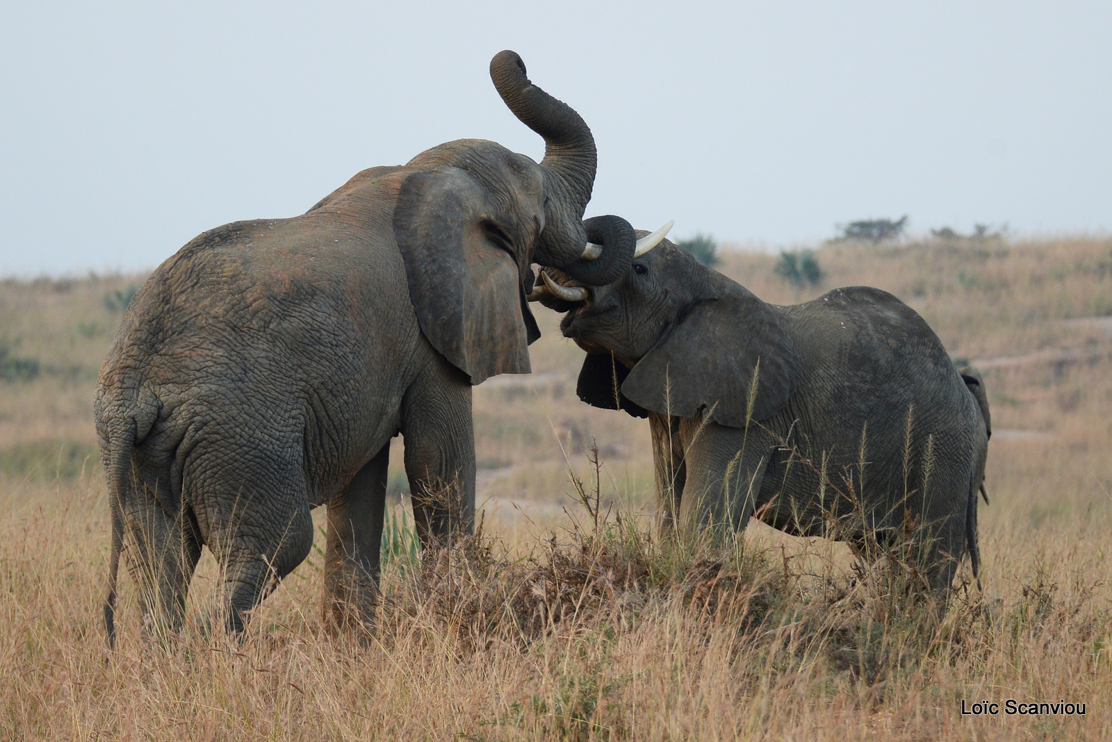 Éléphant de savane d'Afrique/Savanna Elephant (7)