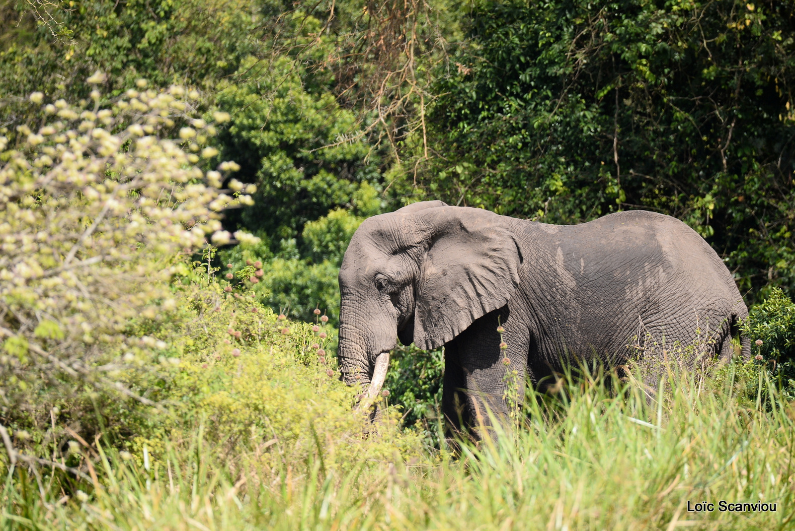 Éléphant de savane d'Afrique/Savanna Elephant (45)