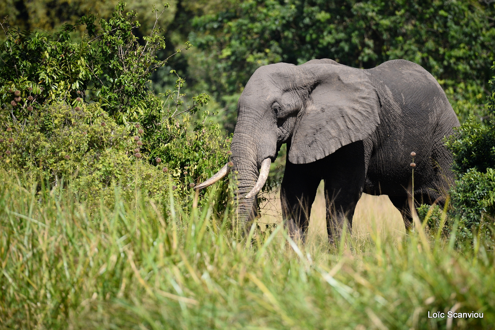 Éléphant de savane d'Afrique/Savanna Elephant (46)