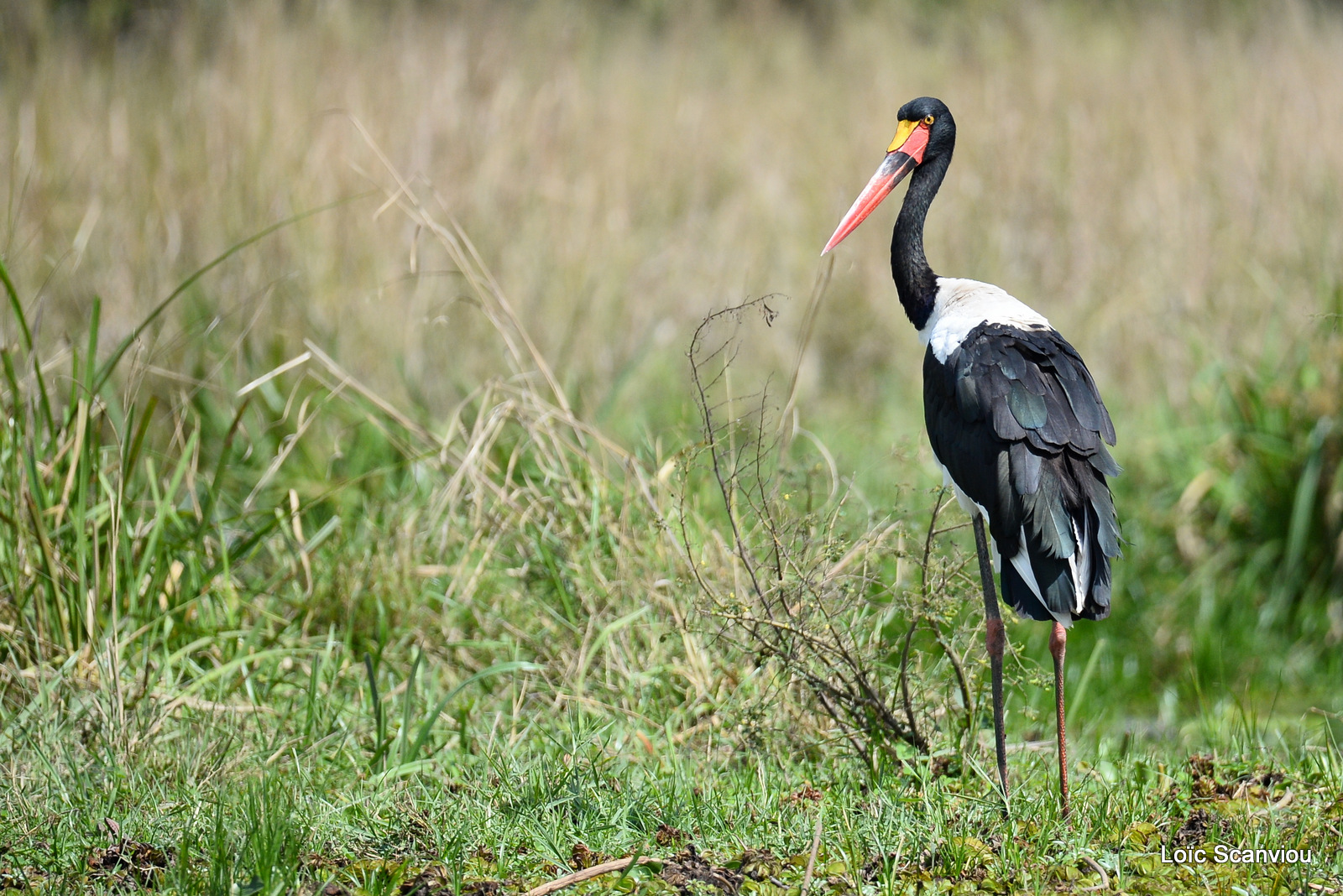 Jabiru d'Afrique/Saddle-billed Stork (5)