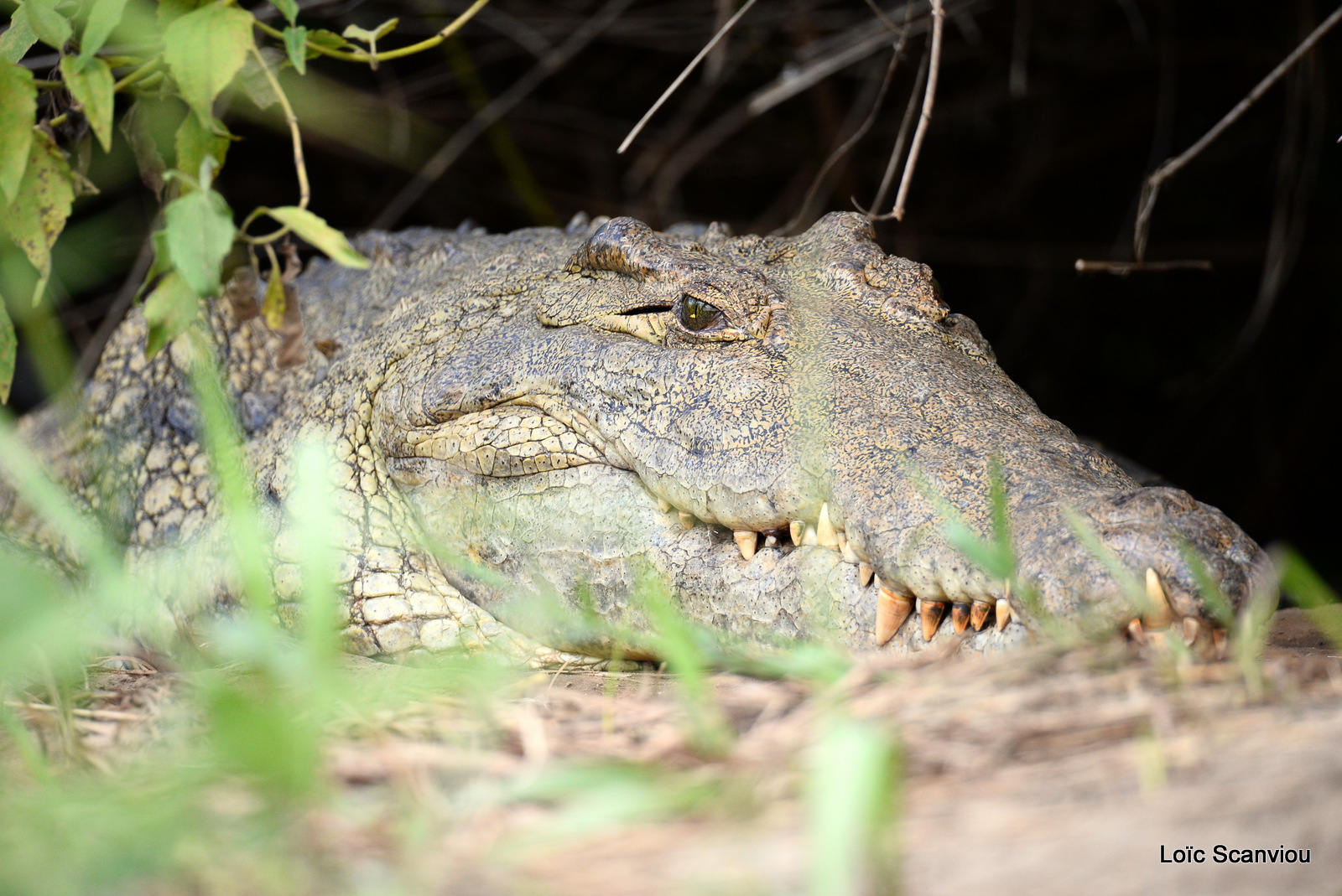 Murchison Falls (338)