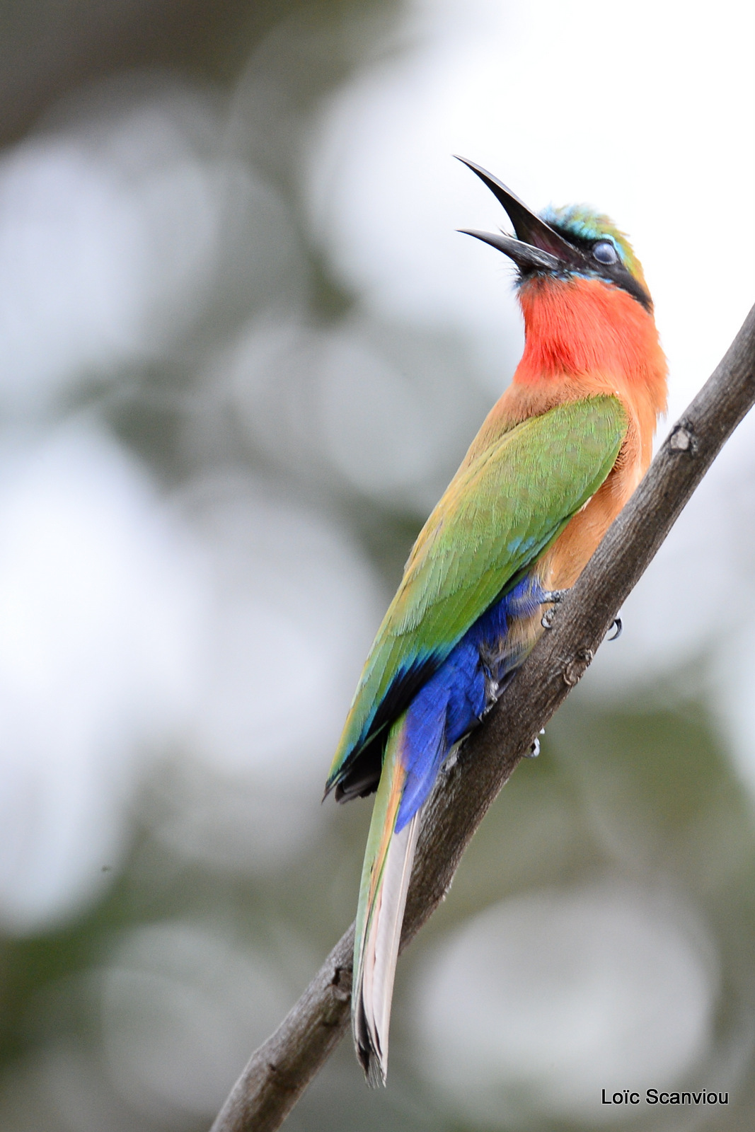 Guêpier à gorge rouge/Red-throated Bee-eater (6)