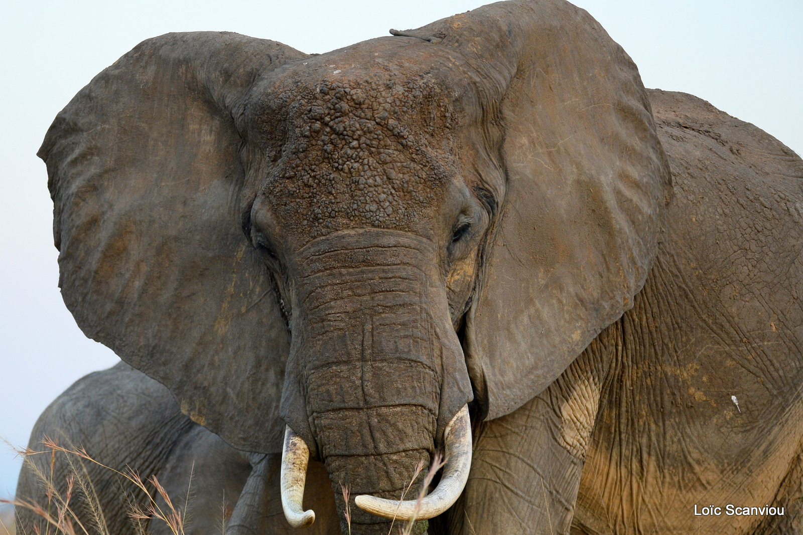 Éléphant de savane d'Afrique/Savanna Elephant (8)