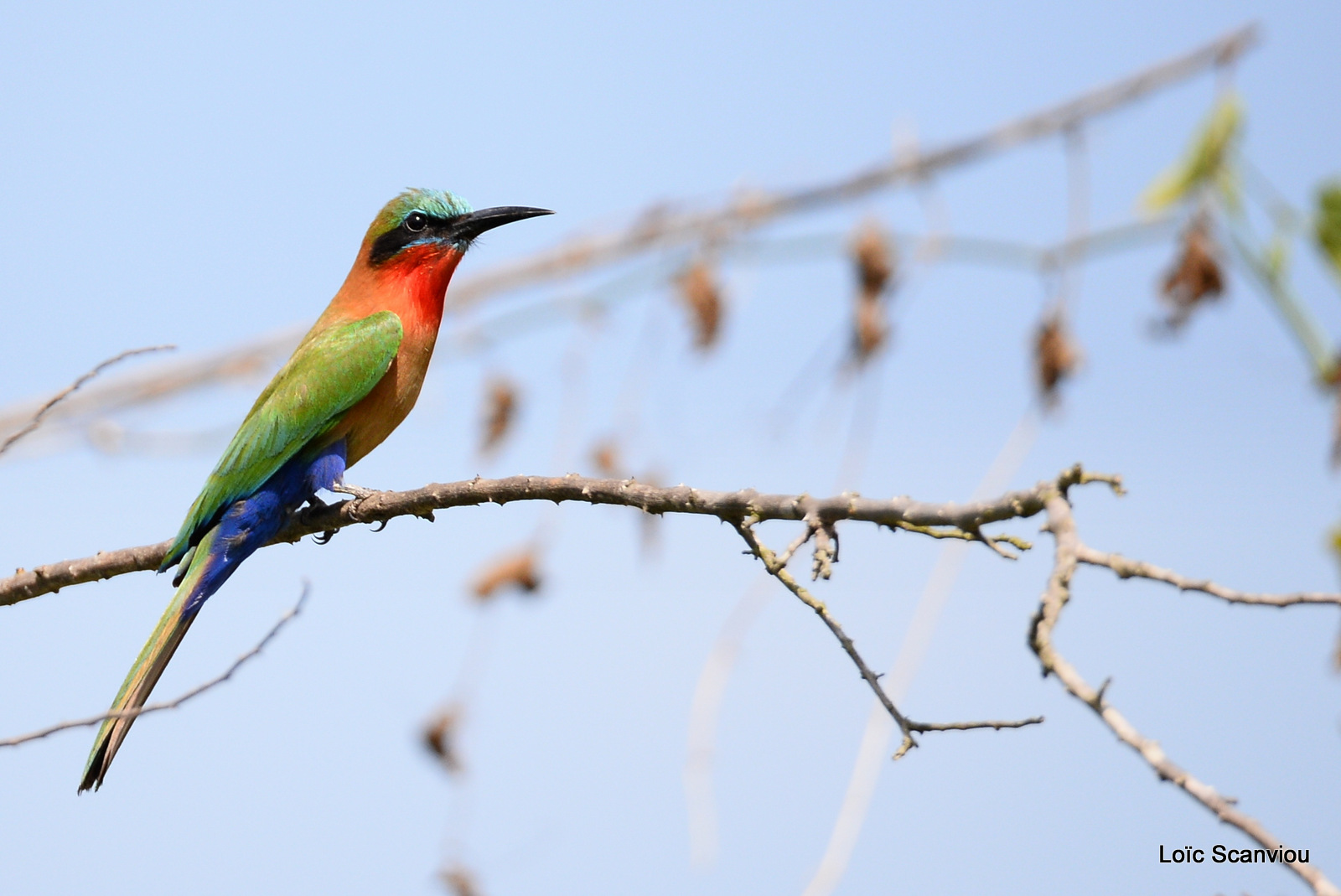 Guêpier à gorge rouge/Red-throated Bee-eater (7)