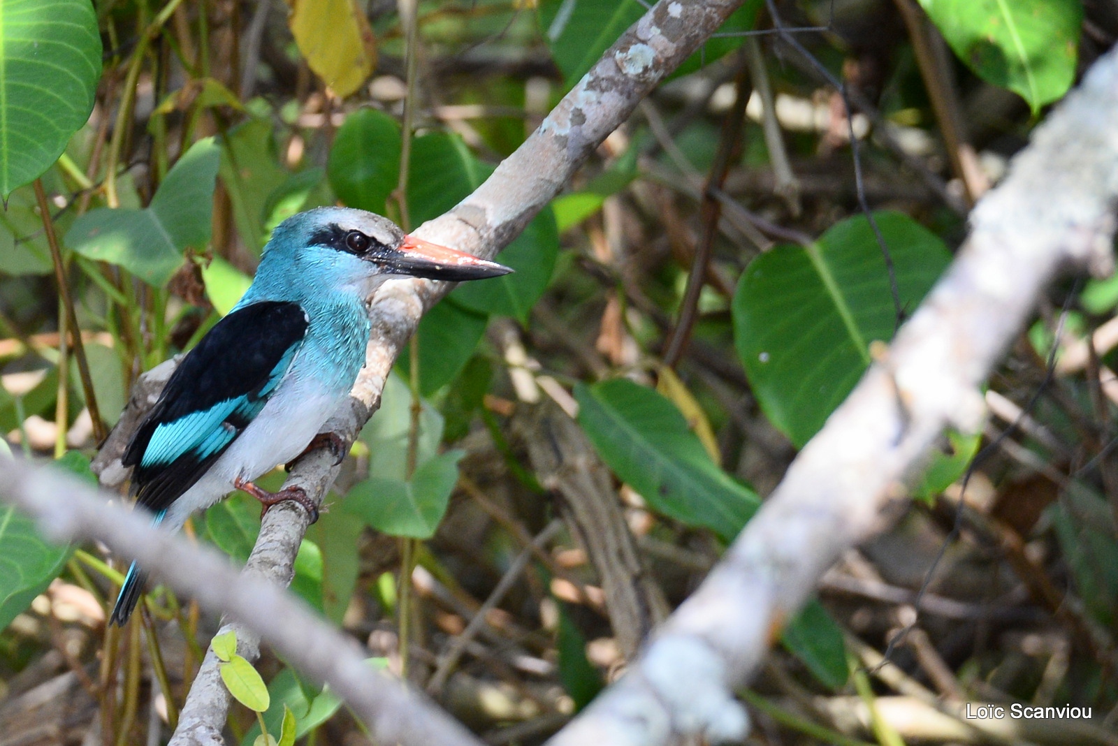 Martin-chasseur à poitrine bleue/Blue-breasted Kingfisher (1)