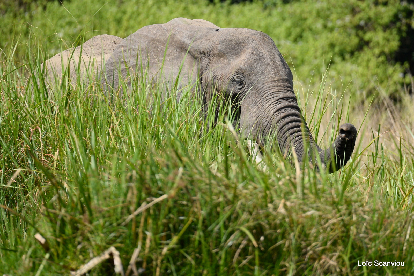 Éléphant de savane d'Afrique/Savanna Elephant (47)