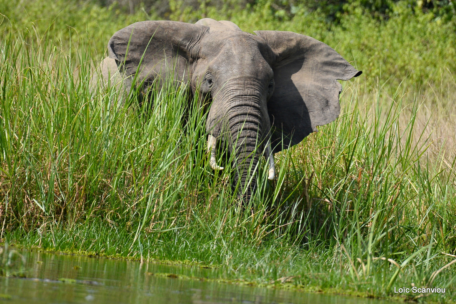 Éléphant de savane d'Afrique/Savanna Elephant (48)