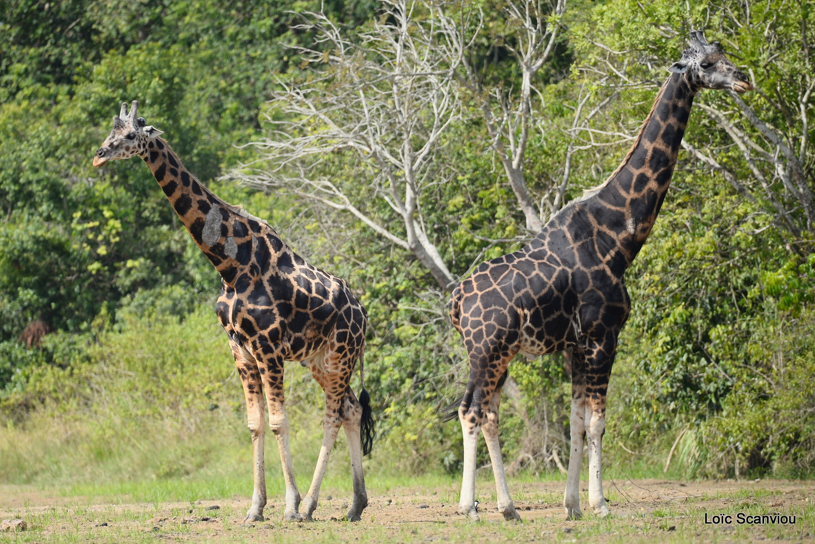 Girafe de Rothschild/Rothschild's Giraffe (19)