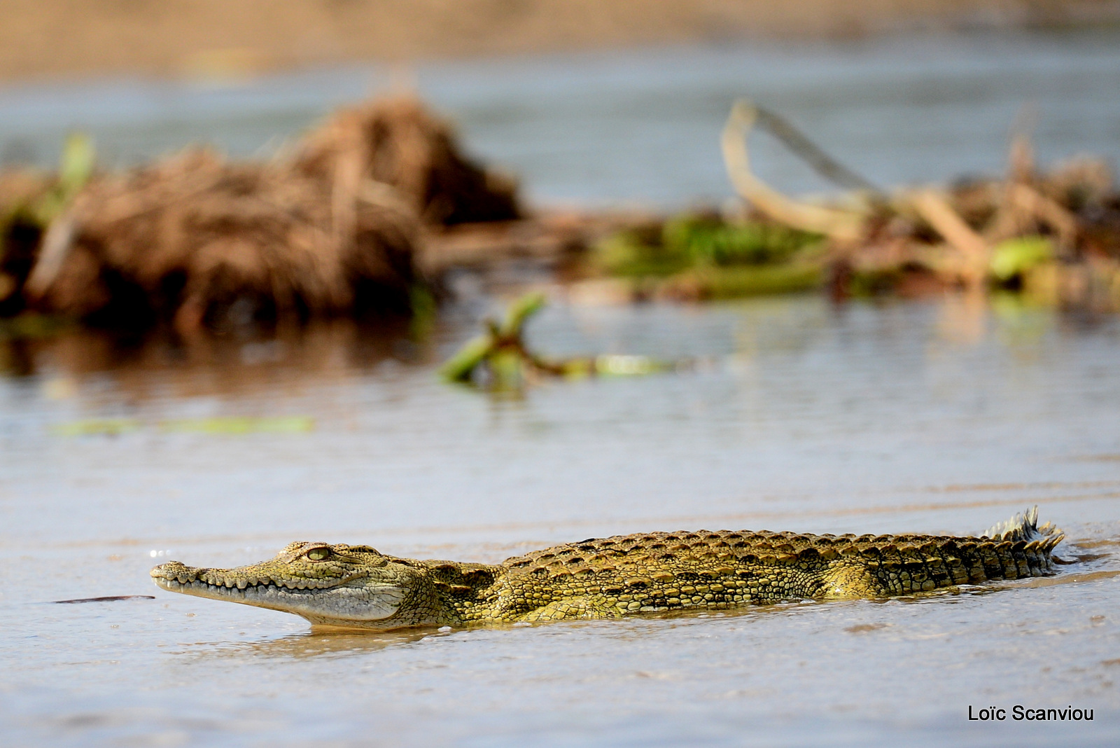 Murchison Falls (345)