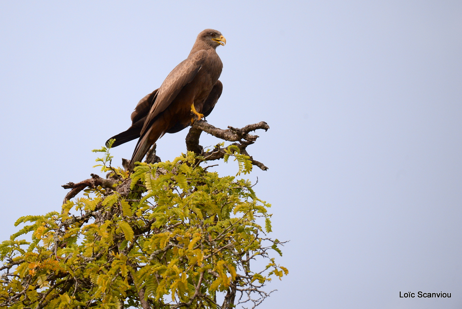 Murchison Falls (346)