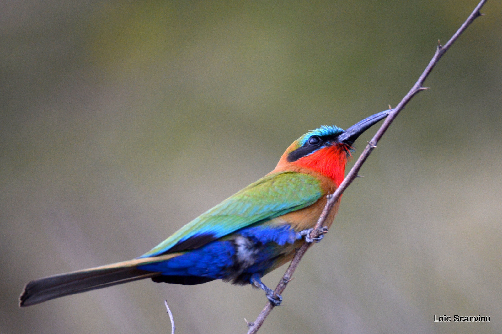 Guêpier à gorge rouge/Red-throated Bee-eater (8)