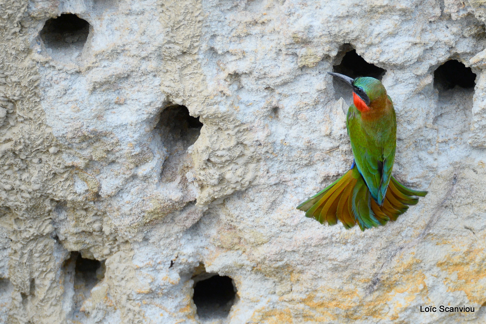 Guêpier à gorge rouge/Red-throated Bee-eater (9)