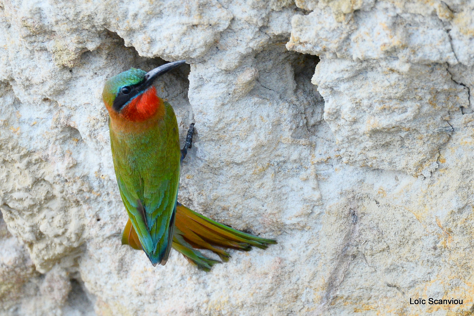 Guêpier à gorge rouge/Red-throated Bee-eater (10)