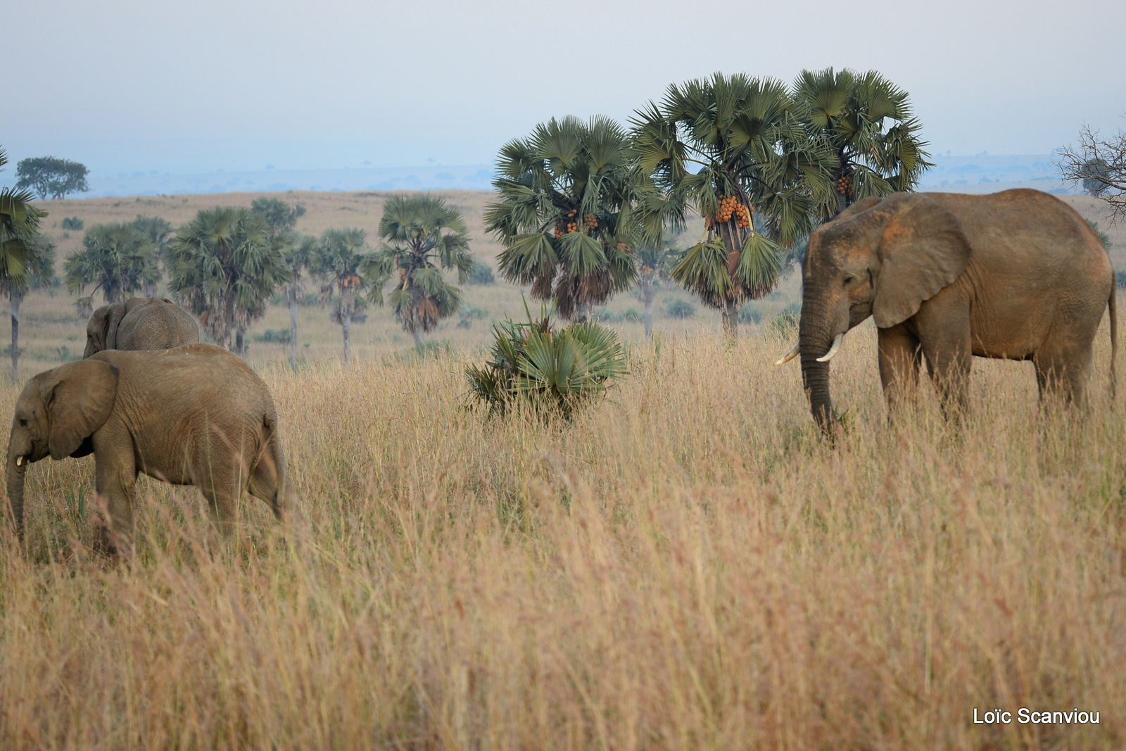 Éléphant de savane d'Afrique/Savanna Elephant (9)