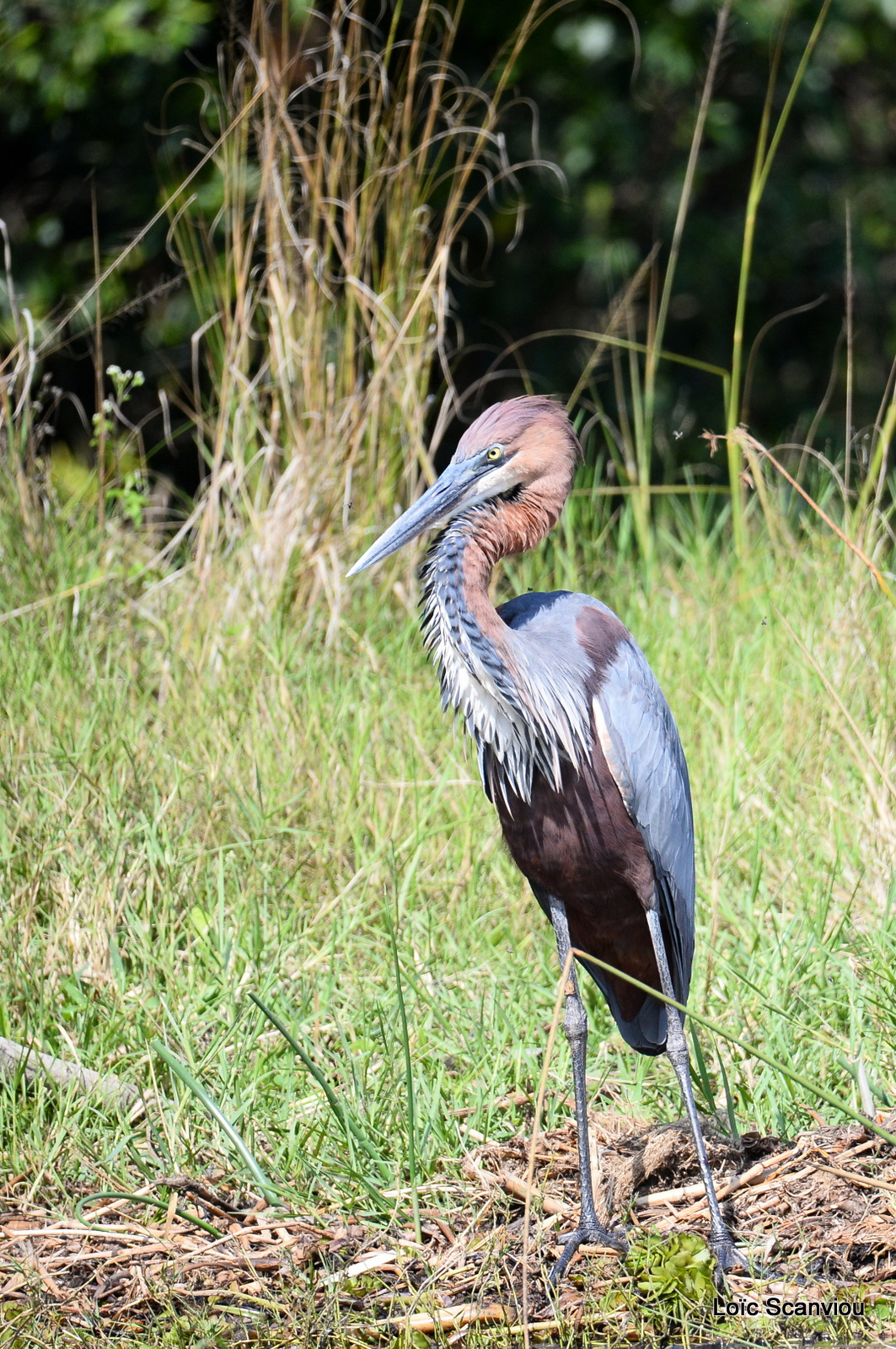 Murchison Falls (350)