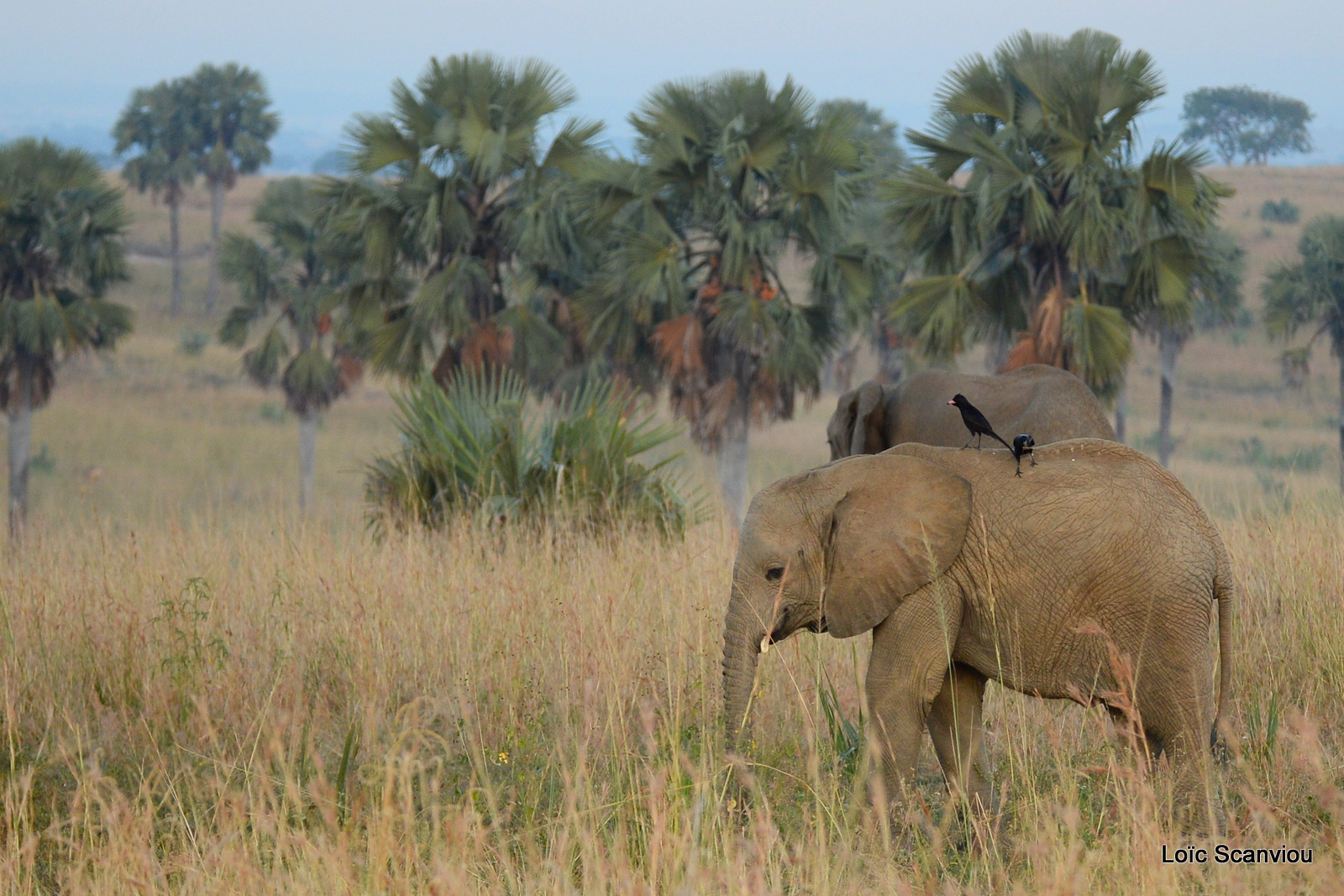 Éléphant de savane d'Afrique/Savanna Elephant (10)